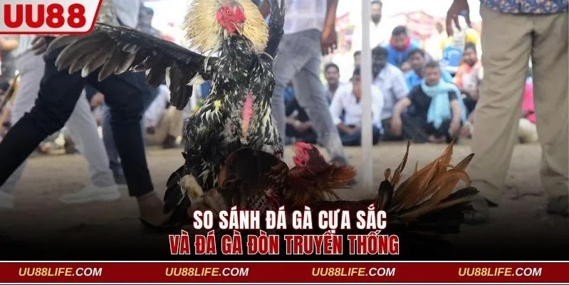 Livestream Đá Gà Cựa Sắt - Nhận Thưởng Siêu Khủng Tại UU88 4 So sánh cuộc chiến giữa chiến kê dùng cựa sắt và đá đòn