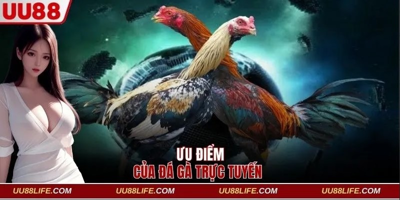 Sảnh Đá Gà Online UU88 - Thỏa Mãn Đam Mê Cá Cược 3 Ưu điểm nổi bật của sân chơi đá gà trực tuyến tại UU88